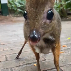 DearMouse