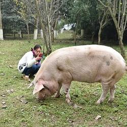 Waddles3 / SOL