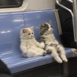 NUMANCAT