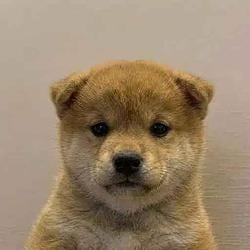 PUP / SOL
