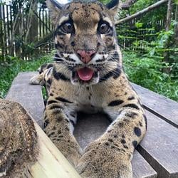 BLEPCAT / SOL