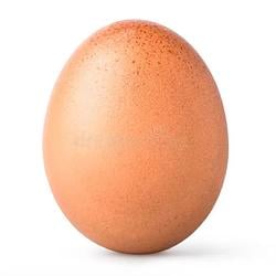Egg