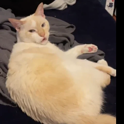Casper