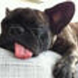 BLEPDOG / BNB