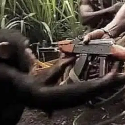 Monkey