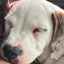 DAWG / SOL
