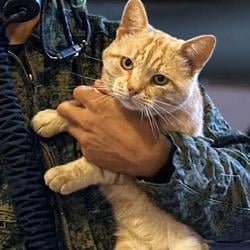 OLEG