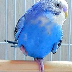 Peek-chan