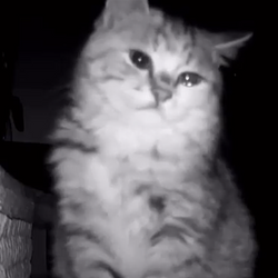CATCAM