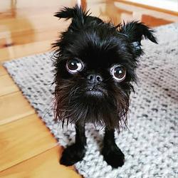 Dogytocken