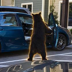 BEARGLARS