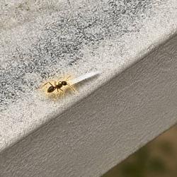 Ant
