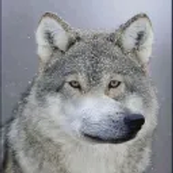 Wofl