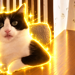 CRINGE CAT