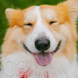 XLInu