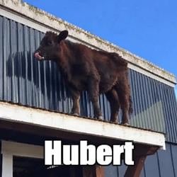 Hubert
