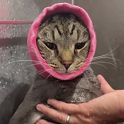 SPLASHCAT