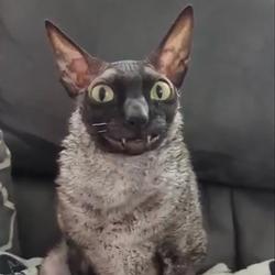 WEIRDCAT