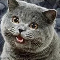 happycat