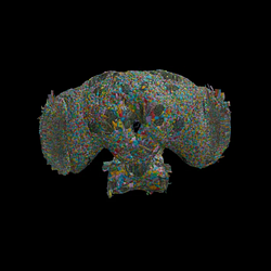 BRAIN / SOL
