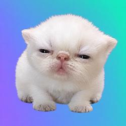 ket