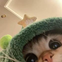 HOODCAT / SOL