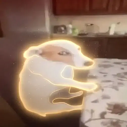 Gus / SOL