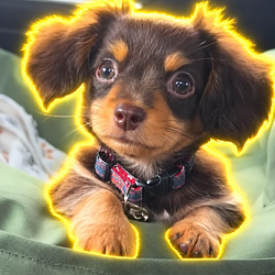 マロン