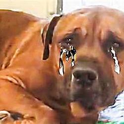 CRYINGDOG
