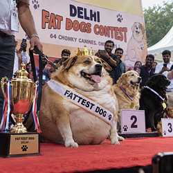 64DOGS