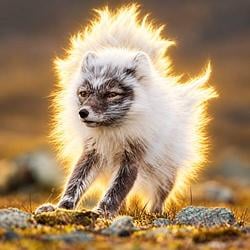 FOX