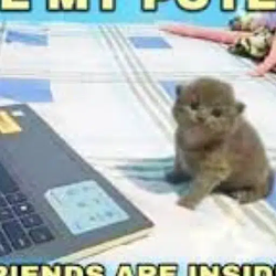 TRENCHCAT