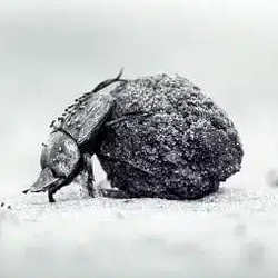 BEETLE