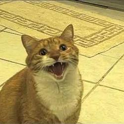 ANGRYCAT