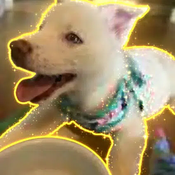 Piper
