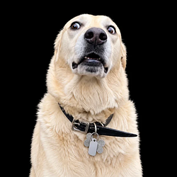 RUFUS