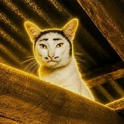Mr Kitty / SOL