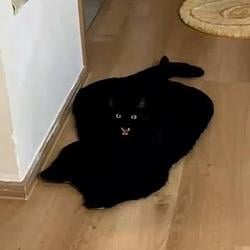 rugcat / SOL