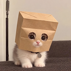 KZCAT