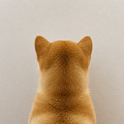 back / SOL
