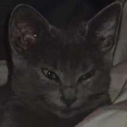 DiabloCat