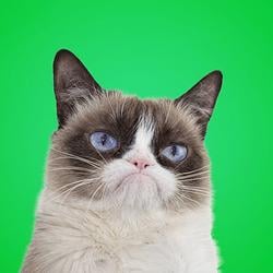 GRUMPYCAT / WETH