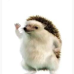 HEDGEHOG