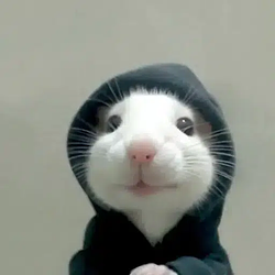 hoodrat / SOL