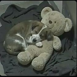Teddog
