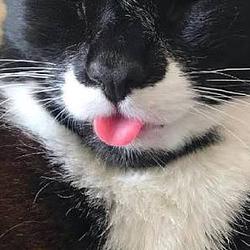Meong / SOL