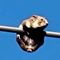 HOW