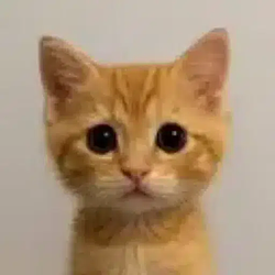NEKO