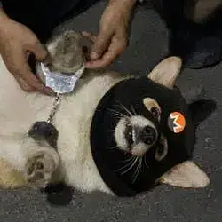 Dango