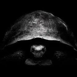 tortoise
